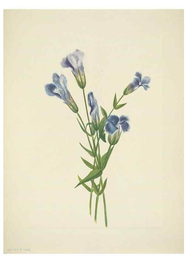 Reproducción/Reproduction 46004771485: North American wild flowers. Washington, D.C. :Smithsonian Institution,1925.. 