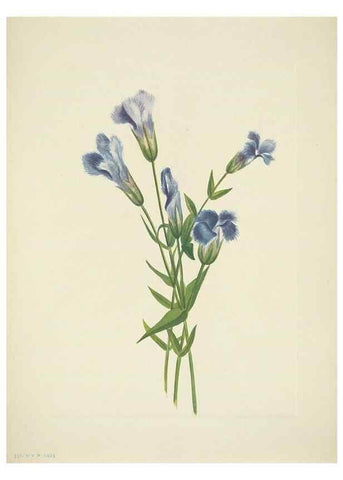 Reproducción/Reproduction 46004771485: North American wild flowers. Washington, D.C. :Smithsonian Institution,1925.. 