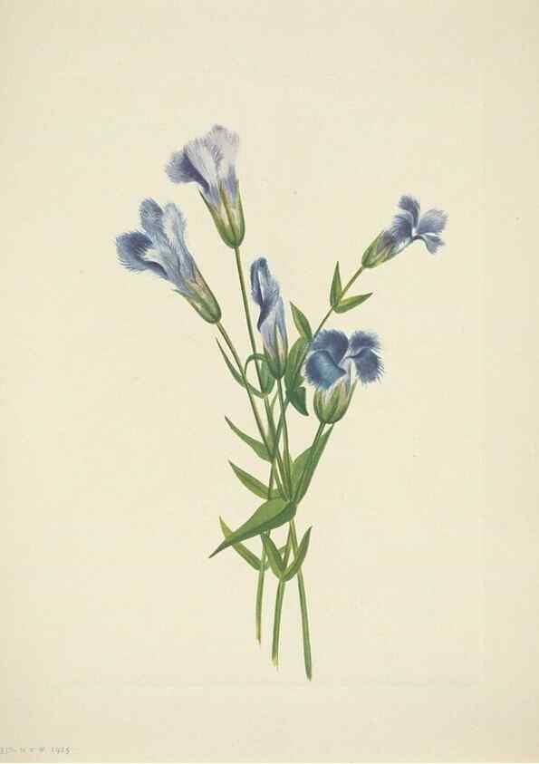 Reproducción/Reproduction 46004771485: North American wild flowers. Washington, D.C. :Smithsonian Institution,1925.. 