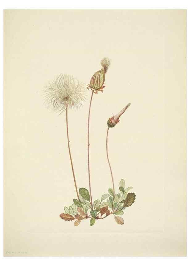 Reproducción/Reproduction 46004796815: North American wild flowers. Washington, D.C. :Smithsonian Institution,1925.. 