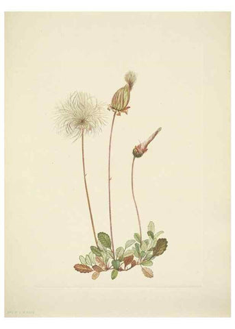 Reproducción/Reproduction 46004796815: North American wild flowers. Washington, D.C. :Smithsonian Institution,1925.. 