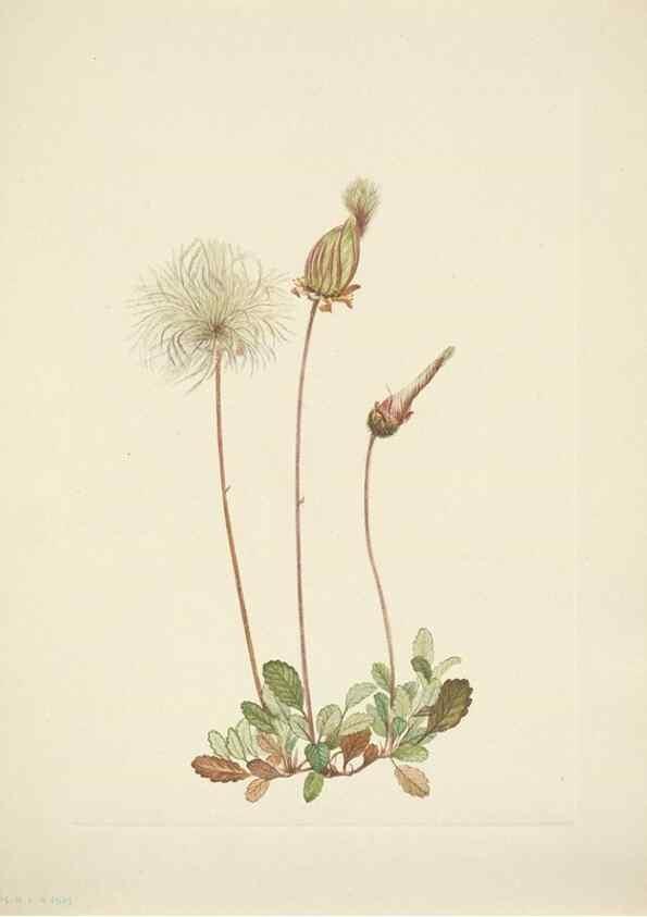 Reproducción/Reproduction 46004796815: North American wild flowers. Washington, D.C. :Smithsonian Institution,1925.. 