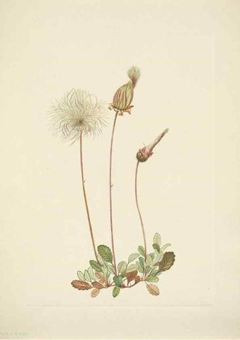Reproducción/Reproduction 46004796815: North American wild flowers. Washington, D.C. :Smithsonian Institution,1925.. 