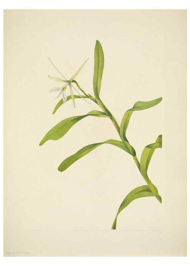 Reproducción/Reproduction 46004772505: North American wild flowers. Washington, D.C. :Smithsonian Institution,1925.. 