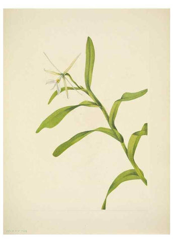 Reproducción/Reproduction 46004772505: North American wild flowers. Washington, D.C. :Smithsonian Institution,1925.. 