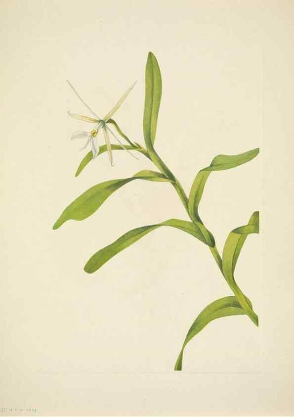 Reproducción/Reproduction 46004772505: North American wild flowers. Washington, D.C. :Smithsonian Institution,1925.. 