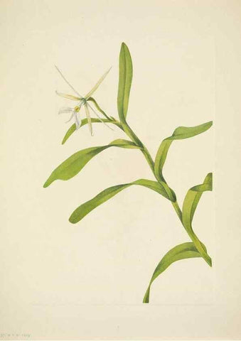Reproducción/Reproduction 46004772505: North American wild flowers. Washington, D.C. :Smithsonian Institution,1925.. 