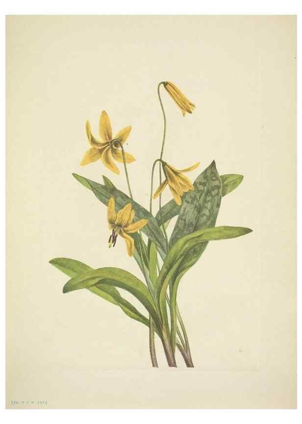 Reproducción/Reproduction 33043804808: North American wild flowers. Washington, D.C. :Smithsonian Institution,1925.. 