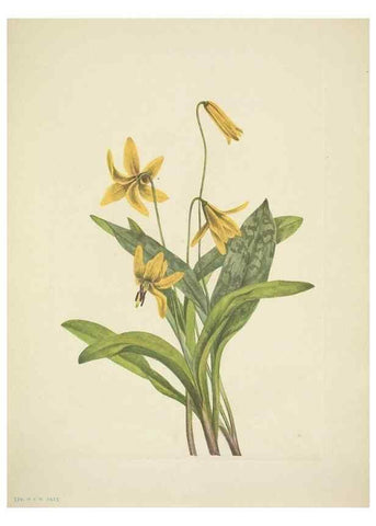 Reproducción/Reproduction 33043804808: North American wild flowers. Washington, D.C. :Smithsonian Institution,1925.. 