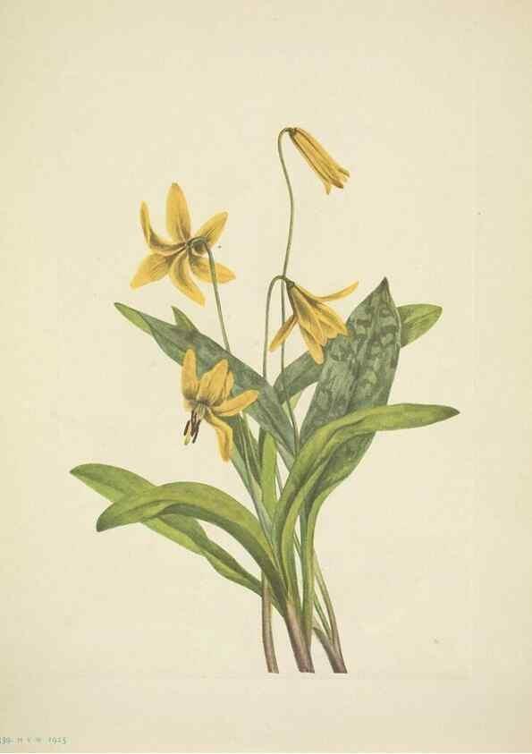 Reproducción/Reproduction 33043804808: North American wild flowers. Washington, D.C. :Smithsonian Institution,1925.. 