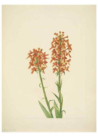 Reproducción/Reproduction 33043805748: North American wild flowers. Washington, D.C. :Smithsonian Institution,1925.. 