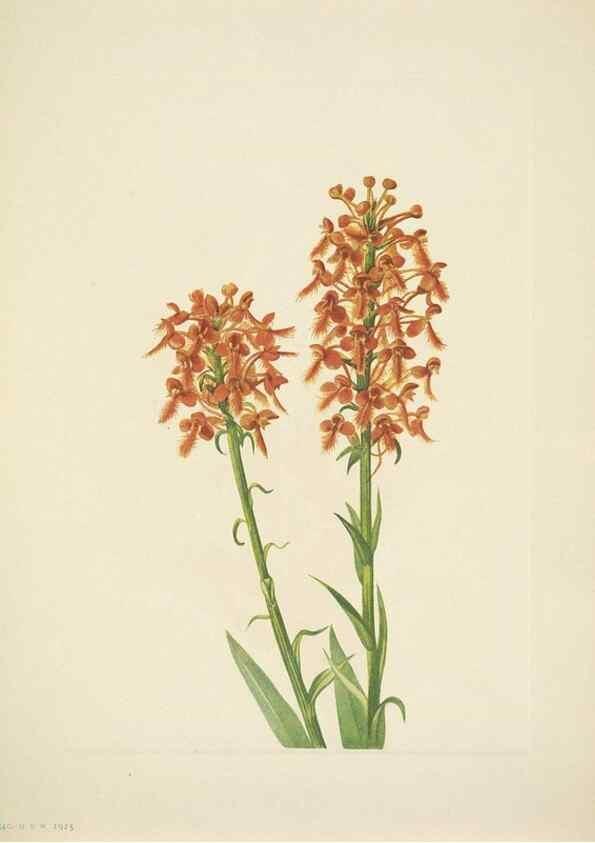 Reproducción/Reproduction 33043805748: North American wild flowers. Washington, D.C. :Smithsonian Institution,1925.. 