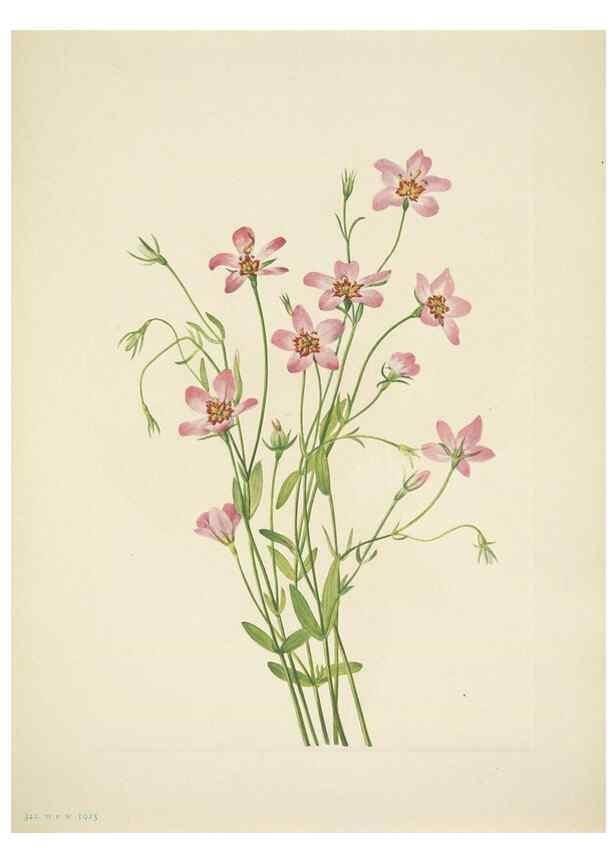 Reproducción/Reproduction 46866999232: North American wild flowers. Washington, D.C. :Smithsonian Institution,1925.. 