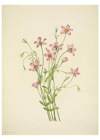 Reproducción/Reproduction 46866999232: North American wild flowers. Washington, D.C. :Smithsonian Institution,1925.. 