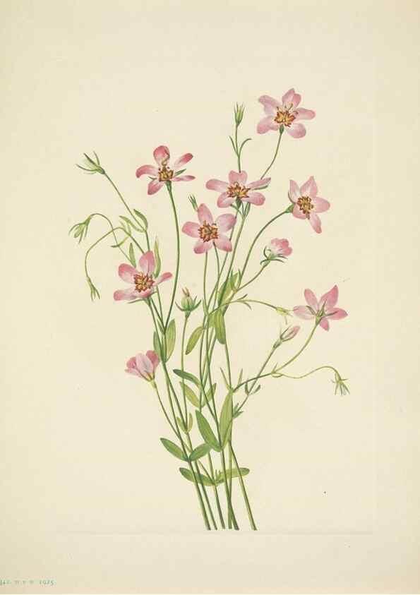 Reproducción/Reproduction 46866999232: North American wild flowers. Washington, D.C. :Smithsonian Institution,1925.. 