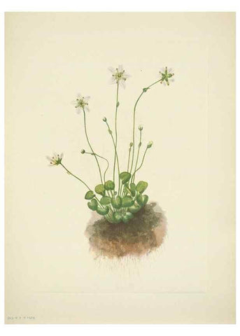 Reproducción/Reproduction 33043808238: North American wild flowers. Washington, D.C. :Smithsonian Institution,1925.. 