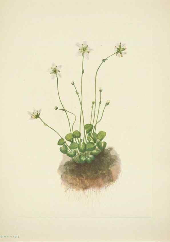 Reproducción/Reproduction 33043808238: North American wild flowers. Washington, D.C. :Smithsonian Institution,1925.. 