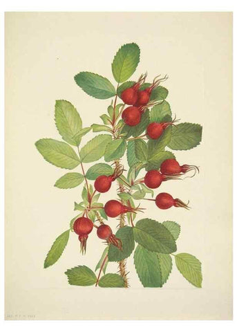 Reproducción/Reproduction 46919174291: North American wild flowers. Washington, D.C. :Smithsonian Institution,1925.. 