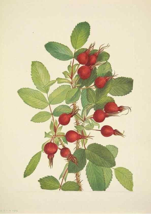 Reproducción/Reproduction 46919174291: North American wild flowers. Washington, D.C. :Smithsonian Institution,1925.. 