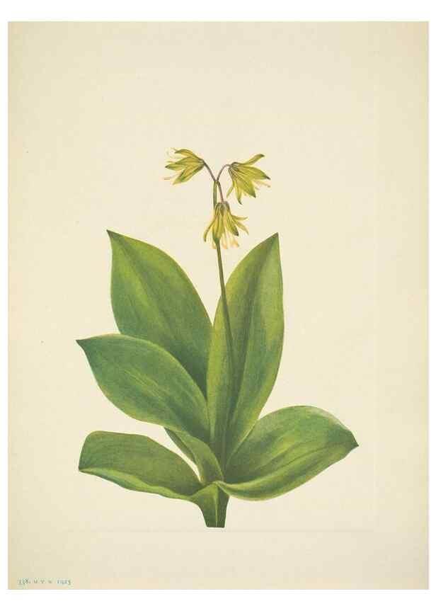 Reproducción/Reproduction 46004773615: North American wild flowers. Washington, D.C. :Smithsonian Institution,1925.. 