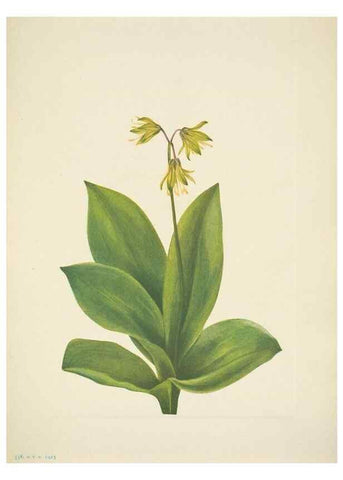 Reproducción/Reproduction 46004773615: North American wild flowers. Washington, D.C. :Smithsonian Institution,1925.. 