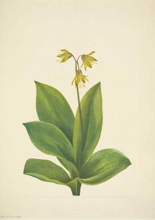Reproducción/Reproduction 46004773615: North American wild flowers. Washington, D.C. :Smithsonian Institution,1925.. 