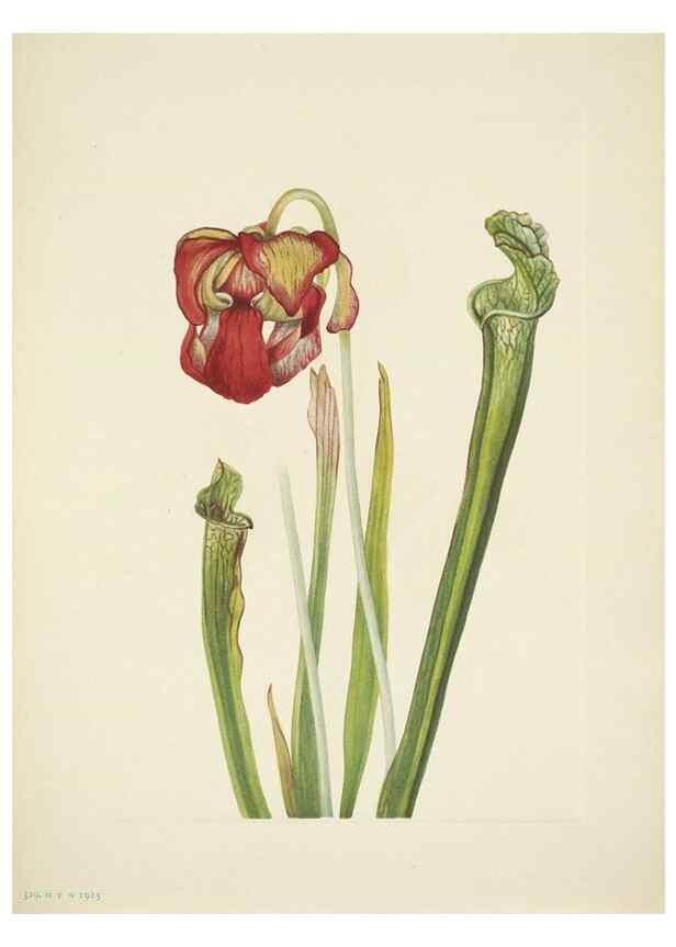 Reproducción/Reproduction 46919163041: North American wild flowers. Washington, D.C. :Smithsonian Institution,1925.. 