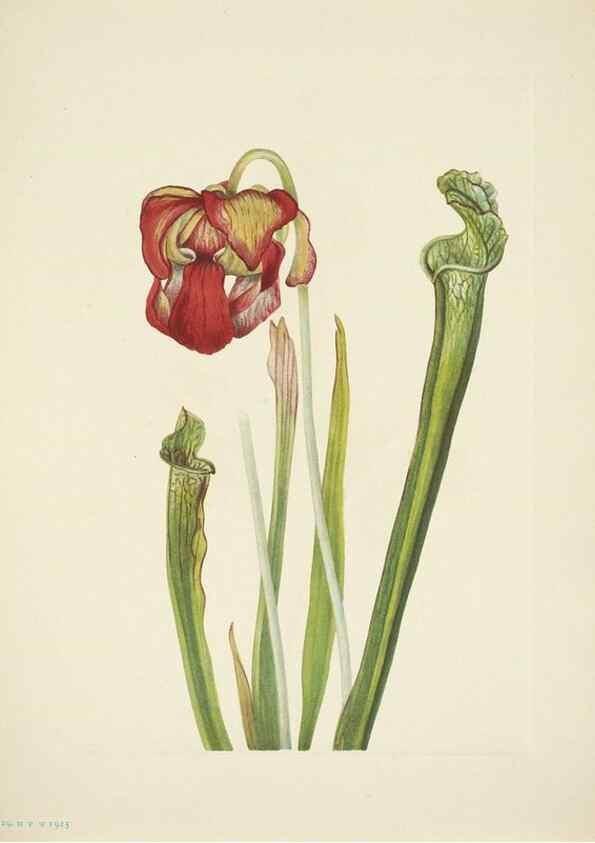 Reproducción/Reproduction 46919163041: North American wild flowers. Washington, D.C. :Smithsonian Institution,1925.. 