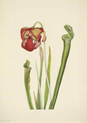 Reproducción/Reproduction 46919163041: North American wild flowers. Washington, D.C. :Smithsonian Institution,1925.. 