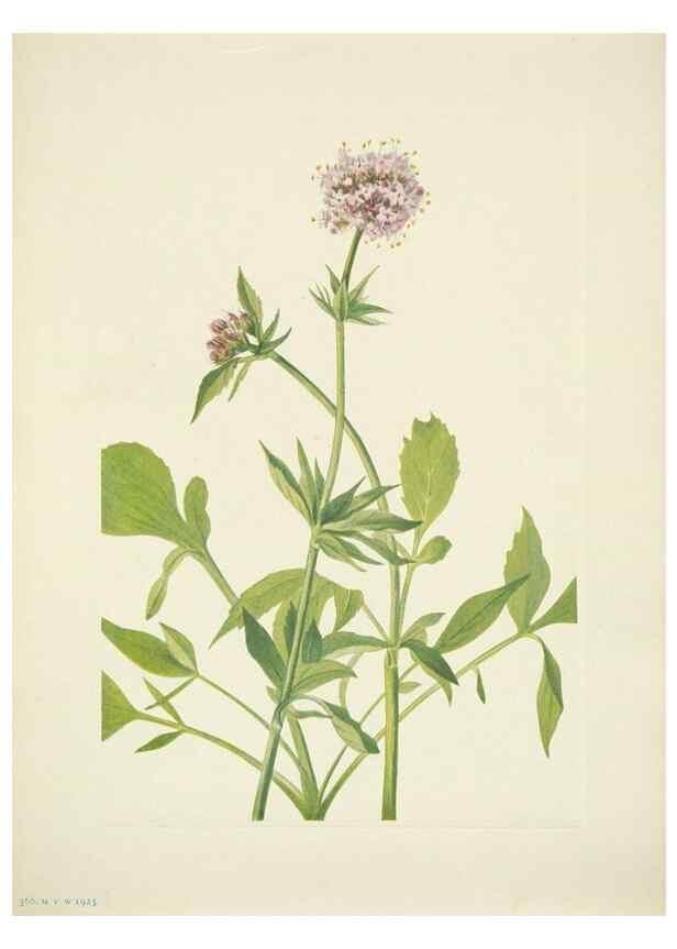 Reproducción/Reproduction 46867013402: North American wild flowers. Washington, D.C. :Smithsonian Institution,1925.. 