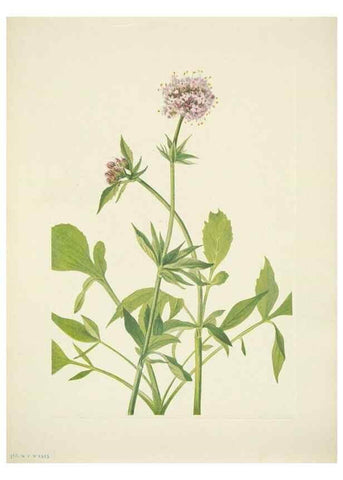 Reproducción/Reproduction 46867013402: North American wild flowers. Washington, D.C. :Smithsonian Institution,1925.. 