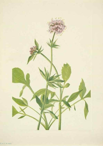 Reproducción/Reproduction 46867013402: North American wild flowers. Washington, D.C. :Smithsonian Institution,1925.. 