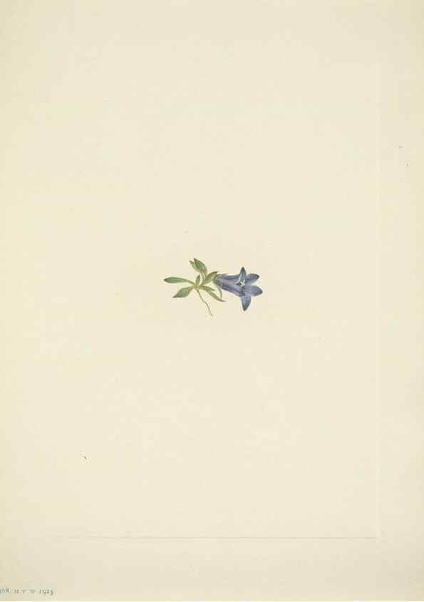 Reproducción/Reproduction 46919188621: North American wild flowers. Washington, D.C. :Smithsonian Institution,1925.. 