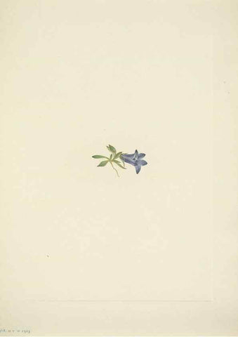 Reproducción/Reproduction 46919188621: North American wild flowers. Washington, D.C. :Smithsonian Institution,1925.. 