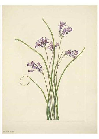 Reproducción/Reproduction 46919202051: North American wild flowers. Washington, D.C. :Smithsonian Institution,1925.. 