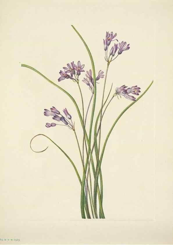 Reproducción/Reproduction 46919202051: North American wild flowers. Washington, D.C. :Smithsonian Institution,1925.. 