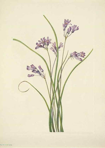 Reproducción/Reproduction 46919202051: North American wild flowers. Washington, D.C. :Smithsonian Institution,1925.. 