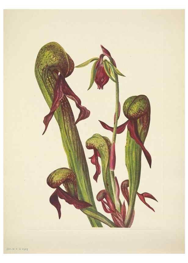 Reproducción/Reproduction 33043841638: North American wild flowers. Washington, D.C. :Smithsonian Institution,1925.. 