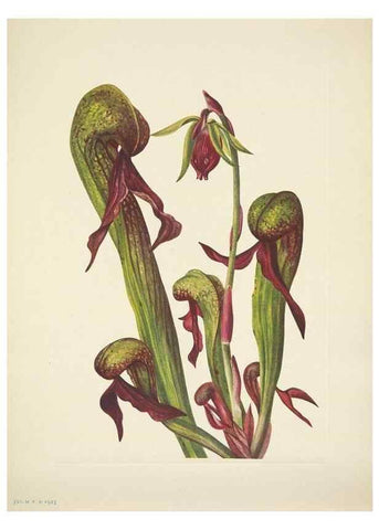 Reproducción/Reproduction 33043841638: North American wild flowers. Washington, D.C. :Smithsonian Institution,1925.. 