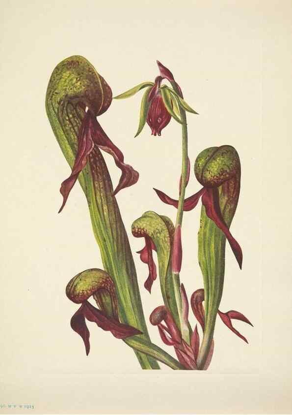 Reproducción/Reproduction 33043841638: North American wild flowers. Washington, D.C. :Smithsonian Institution,1925.. 