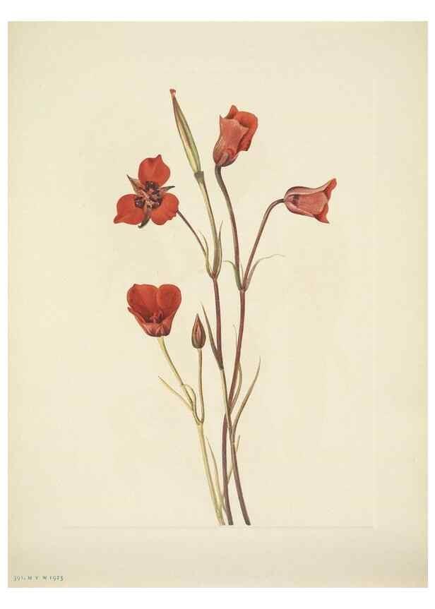 Reproducción/Reproduction 46867033632: North American wild flowers. Washington, D.C. :Smithsonian Institution,1925.. 