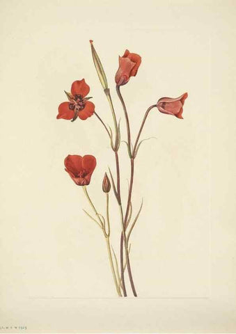 Reproducción/Reproduction 46867033632: North American wild flowers. Washington, D.C. :Smithsonian Institution,1925.. 