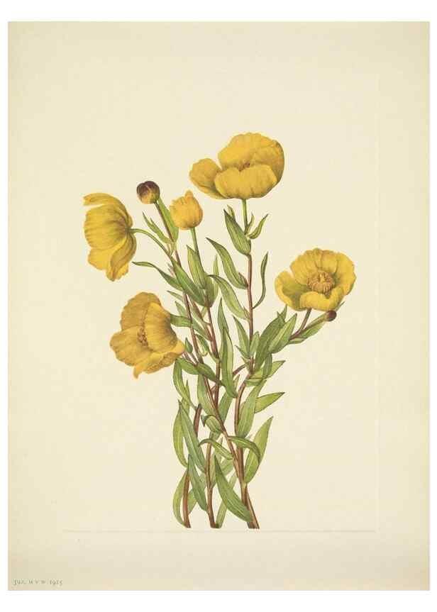 Reproducción/Reproduction 46867035292: North American wild flowers. Washington, D.C. :Smithsonian Institution,1925.. 