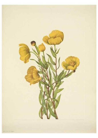 Reproducción/Reproduction 46867035292: North American wild flowers. Washington, D.C. :Smithsonian Institution,1925.. 