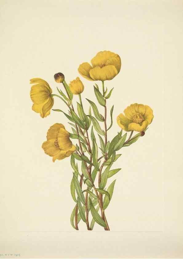 Reproducción/Reproduction 46867035292: North American wild flowers. Washington, D.C. :Smithsonian Institution,1925.. 