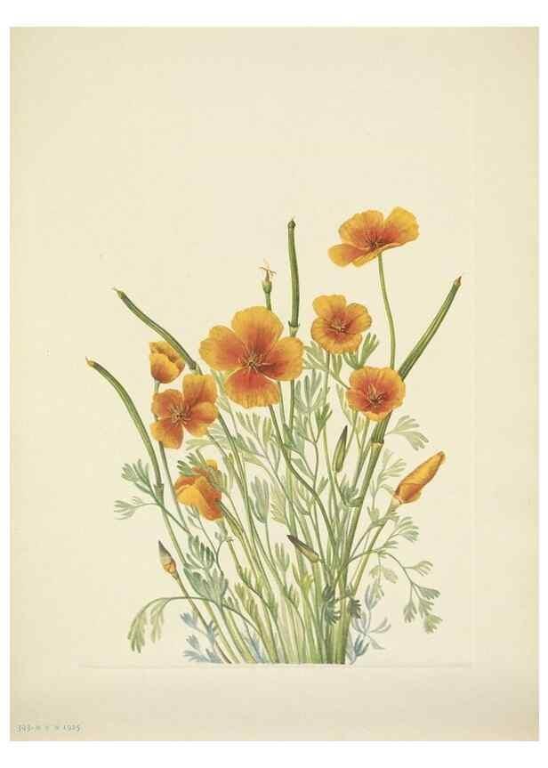 Reproducción/Reproduction 46867036442: North American wild flowers. Washington, D.C. :Smithsonian Institution,1925.. 