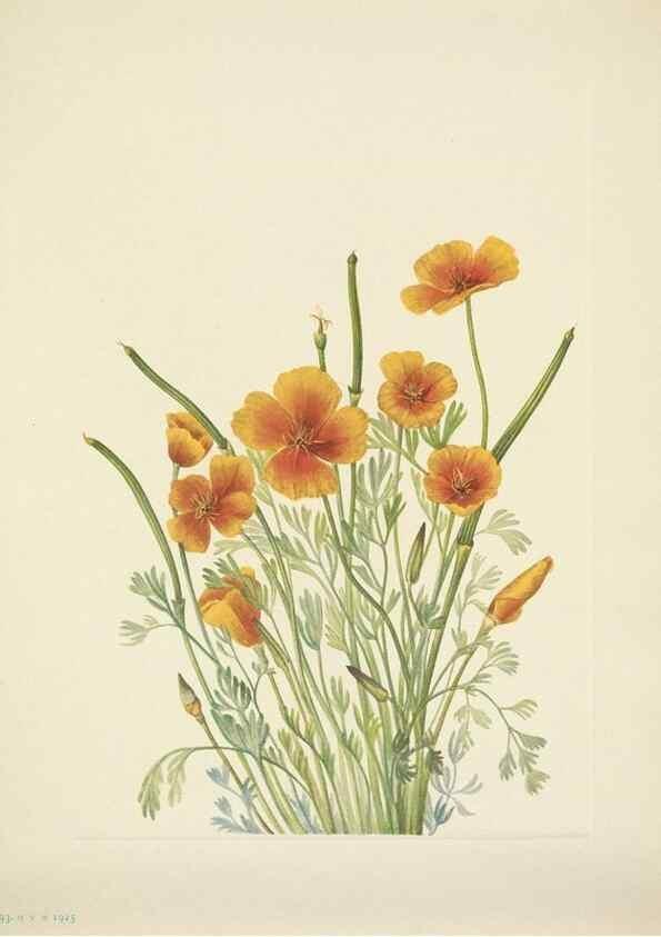 Reproducción/Reproduction 46867036442: North American wild flowers. Washington, D.C. :Smithsonian Institution,1925.. 