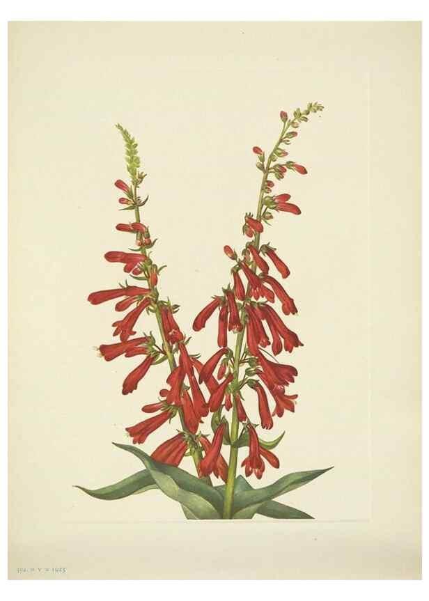 Reproducción/Reproduction 46867037492: North American wild flowers. Washington, D.C. :Smithsonian Institution,1925.. 