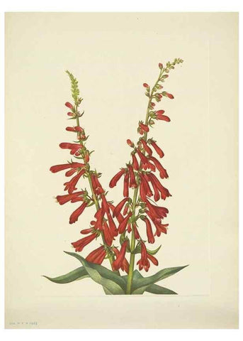 Reproducción/Reproduction 46867037492: North American wild flowers. Washington, D.C. :Smithsonian Institution,1925.. 