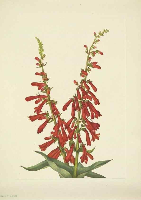 Reproducción/Reproduction 46867037492: North American wild flowers. Washington, D.C. :Smithsonian Institution,1925.. 